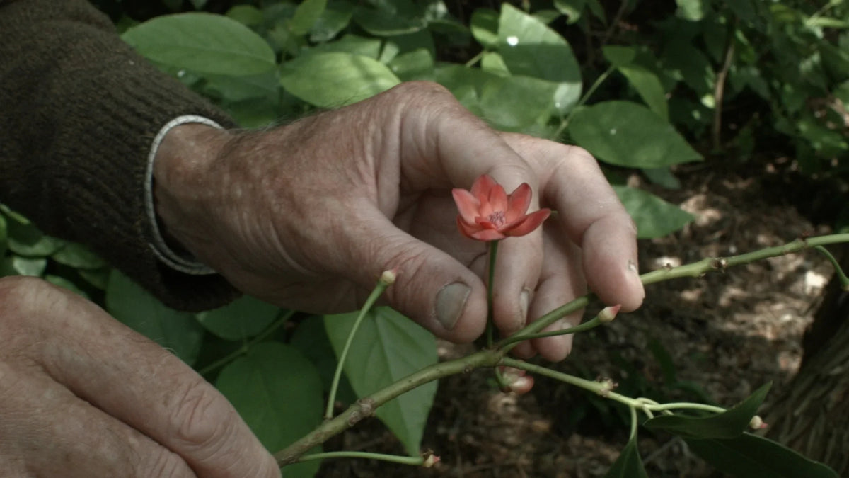 Screen grab 1 of 7 Walks with Mark Brown [Blu-ray]