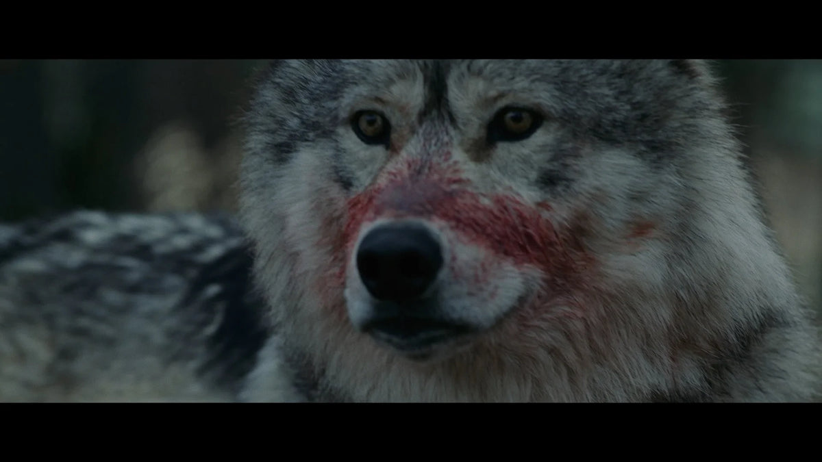 Screen grab 5 of Out Come the Wolves [Blu-ray]
