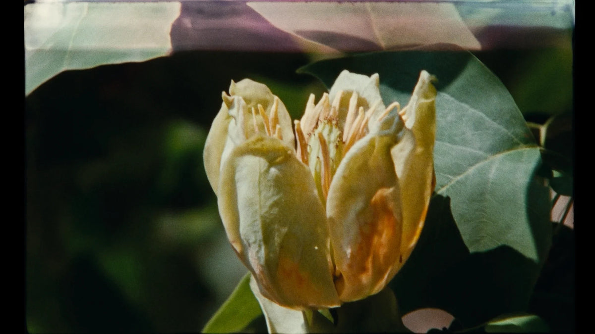 Screen grab 4 of 7 Walks with Mark Brown [Blu-ray]