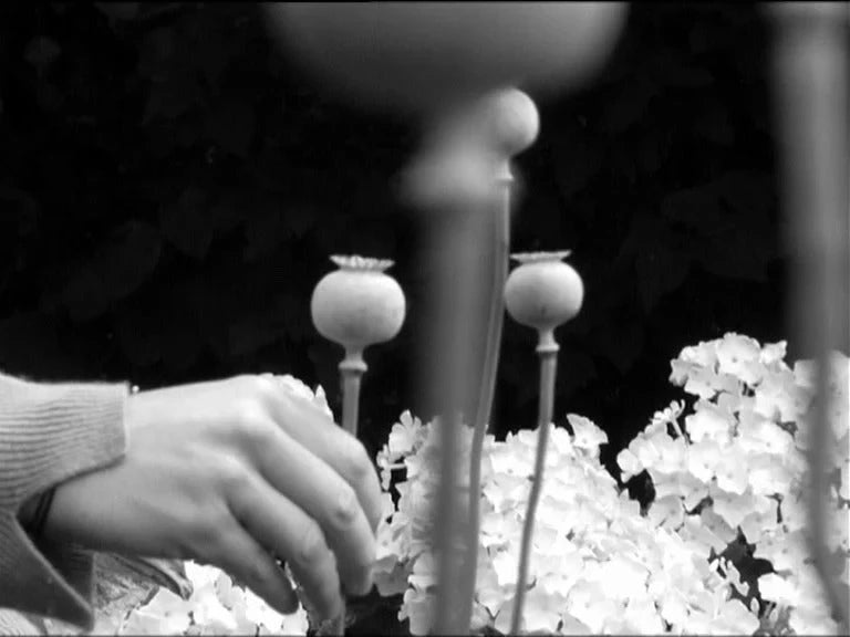 Screen grab 4 of Erotic Nature: The Films of Pierre Creton Limited Edition [Blu-ray]
